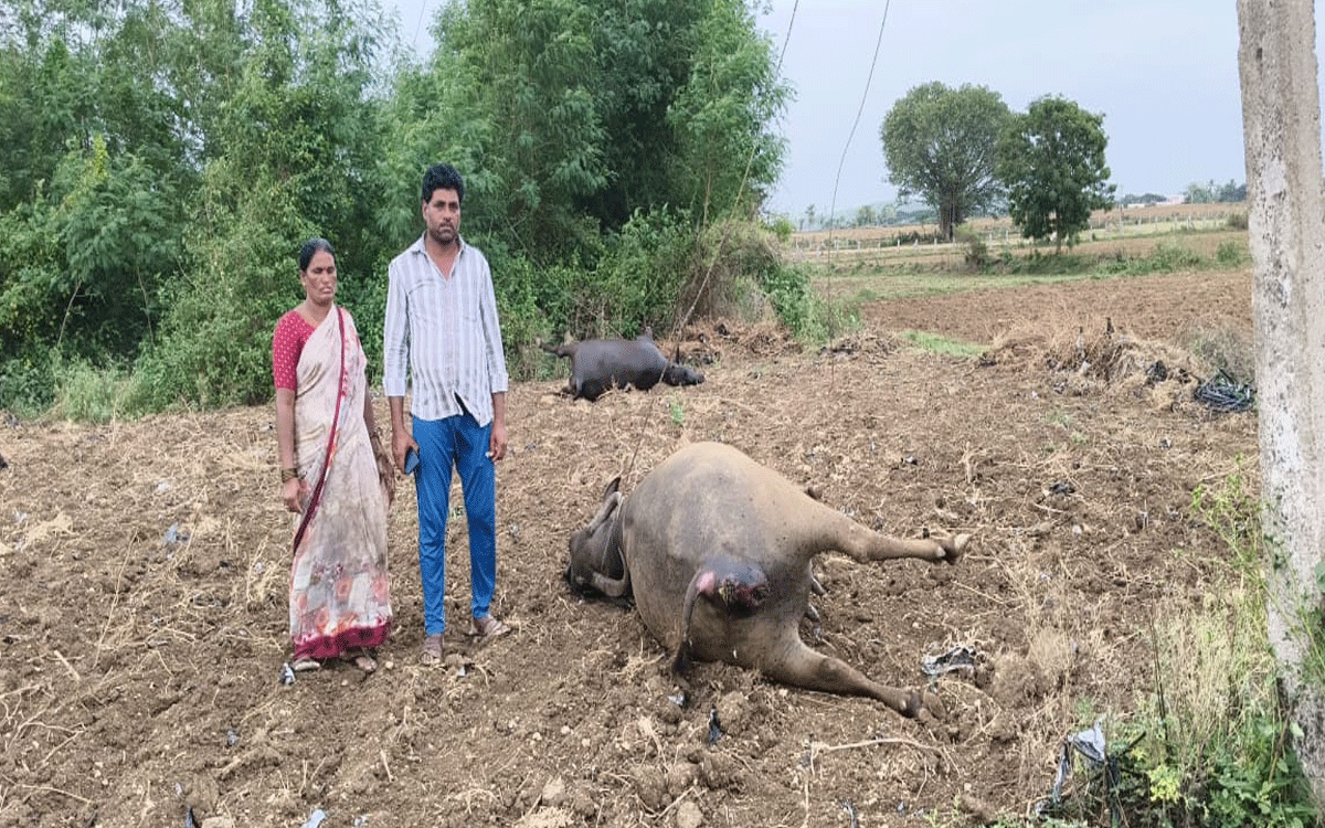 Karepalli : విద్యుదాఘాతంతో పాడి బ‌ర్రెలు మృతి