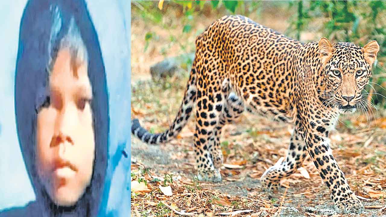 ఆడుకుంటున్న చిన్నారిపై చిరుత దాడి