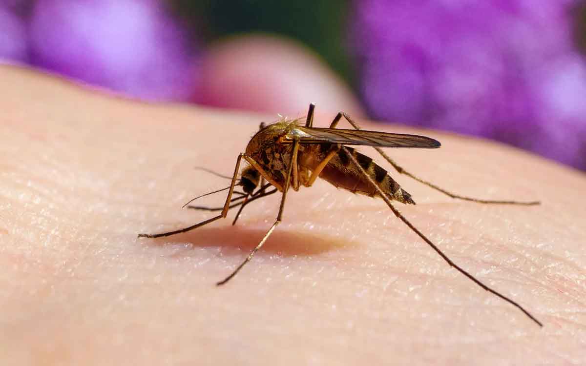 Mosquitoes | మీ ఇంట్లో దోమ‌లు ఎక్కువ‌గా ఉన్నాయా..? ఈ నాచుర‌ల్ టిప్స్‌ను పాటించండి చాలు..!