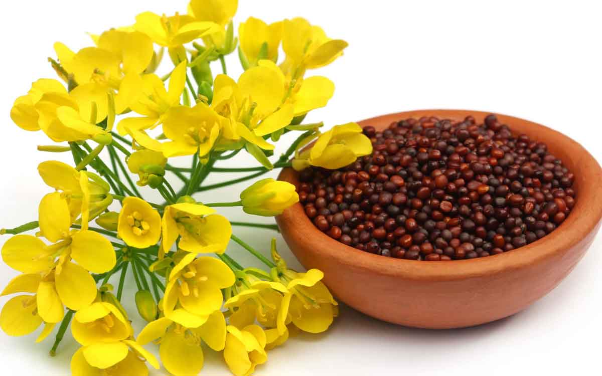 Mustard Seeds | ఆవాలు పోపు దినుసులు మాత్ర‌మే కాదు.. ఆరోగ్య‌క‌ర‌మైన ప్ర‌యోజ‌నాల‌ను కూడా అందిస్తాయి..!