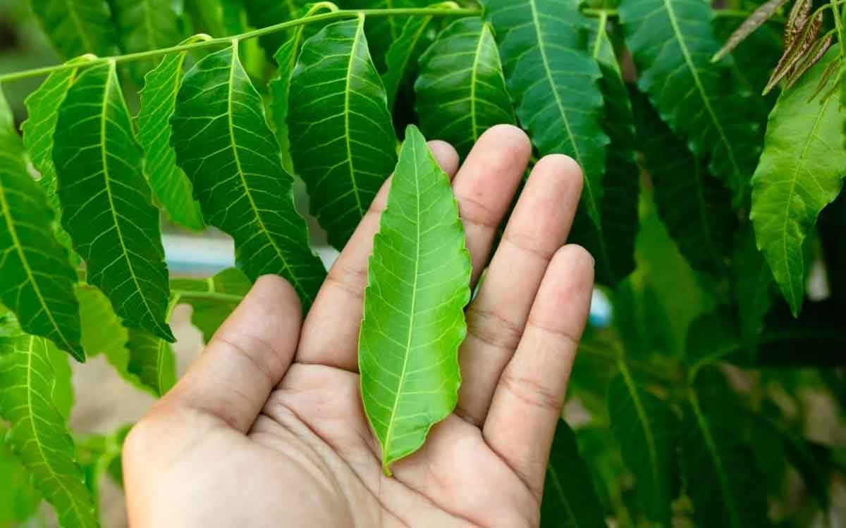 Neem Leaves | వేపాకుల‌ను రోజూ ప‌ర‌గ‌డుపునే తింటే ఎన్ని ప్ర‌యోజ‌నాలు క‌లుగుతాయో తెలుసా..?