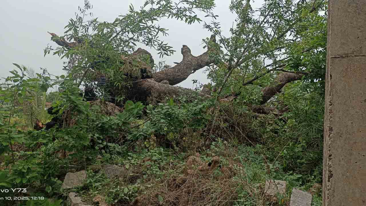 Neem Tree1