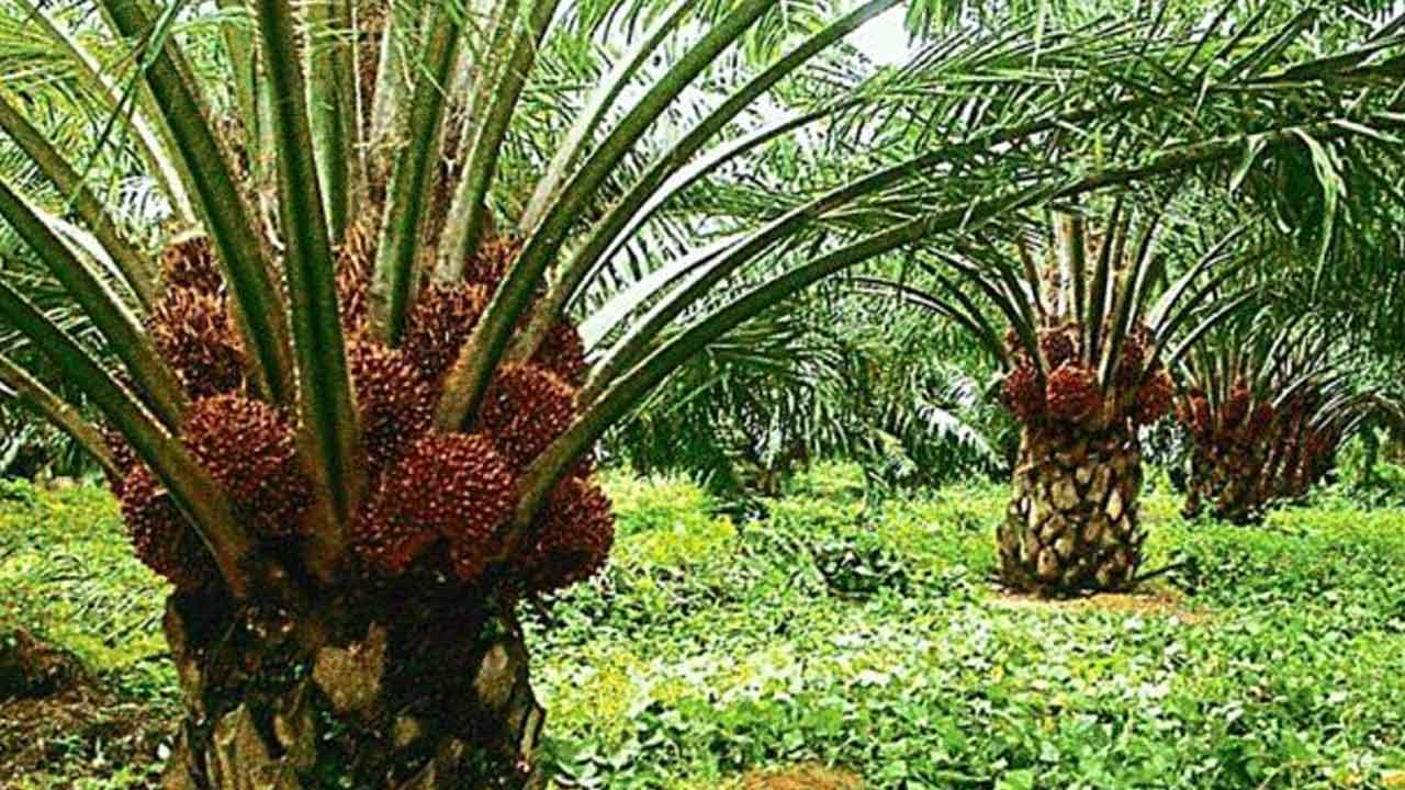 ఆయిల్పామ్ రైతుల ఫిర్యాదుపై ఎస్టీ కమిషన్ విచారణ.. నివేదిక ఇవ్వాలని ఉద్యానశాఖకు ఆదేశం