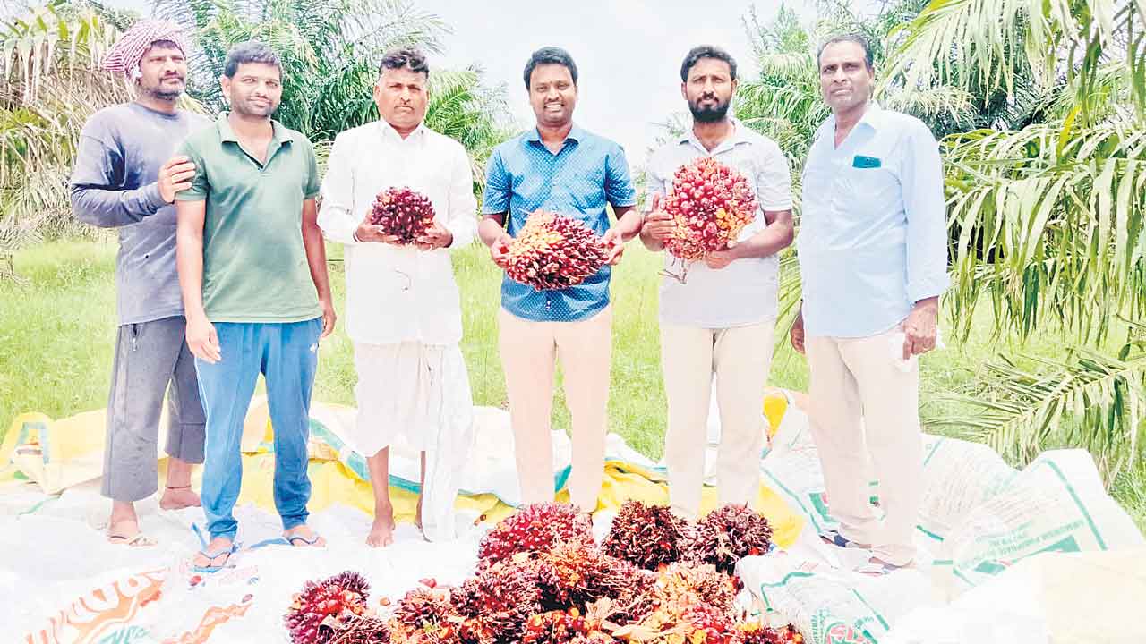 గెలల కోత ప్రారంభం ఆయిల్ పామ్ పండిది..