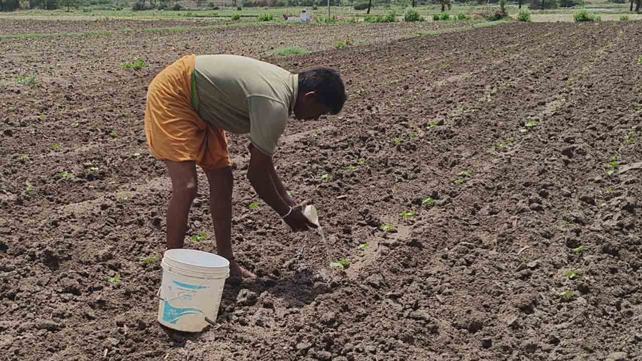 Sulthanabad | వర్షాలు రావాయే… పత్తి తడి ఎట్లా.. బకెట్లు, బిందెలతో నీళ్లు పోస్తున్న రైతన్నలు