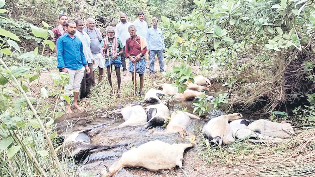 కరెంట్ షాక్కు మూగజీవాలు బలి
