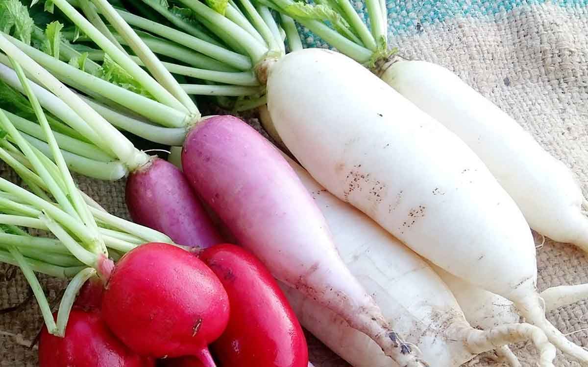 Radish | ఘాటుగా ఉంద‌ని ముల్లంగిని ప‌క్క‌న పెట్టేస్తున్నారా..? ఈ లాభాల‌ను కోల్పోతారు..!
