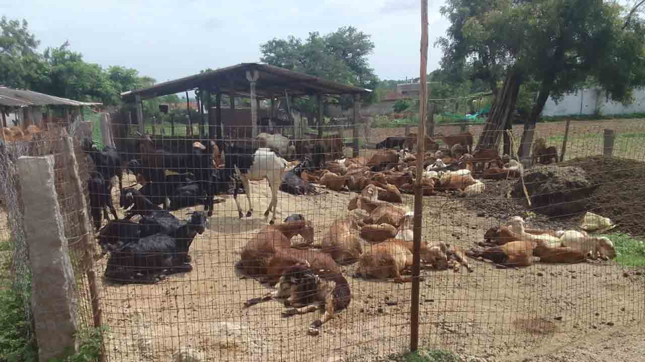 పట్టించుకోని ప్రభుత్వం.. కుల వృత్తులు, మూగ జీవాల దారి ఎటు?