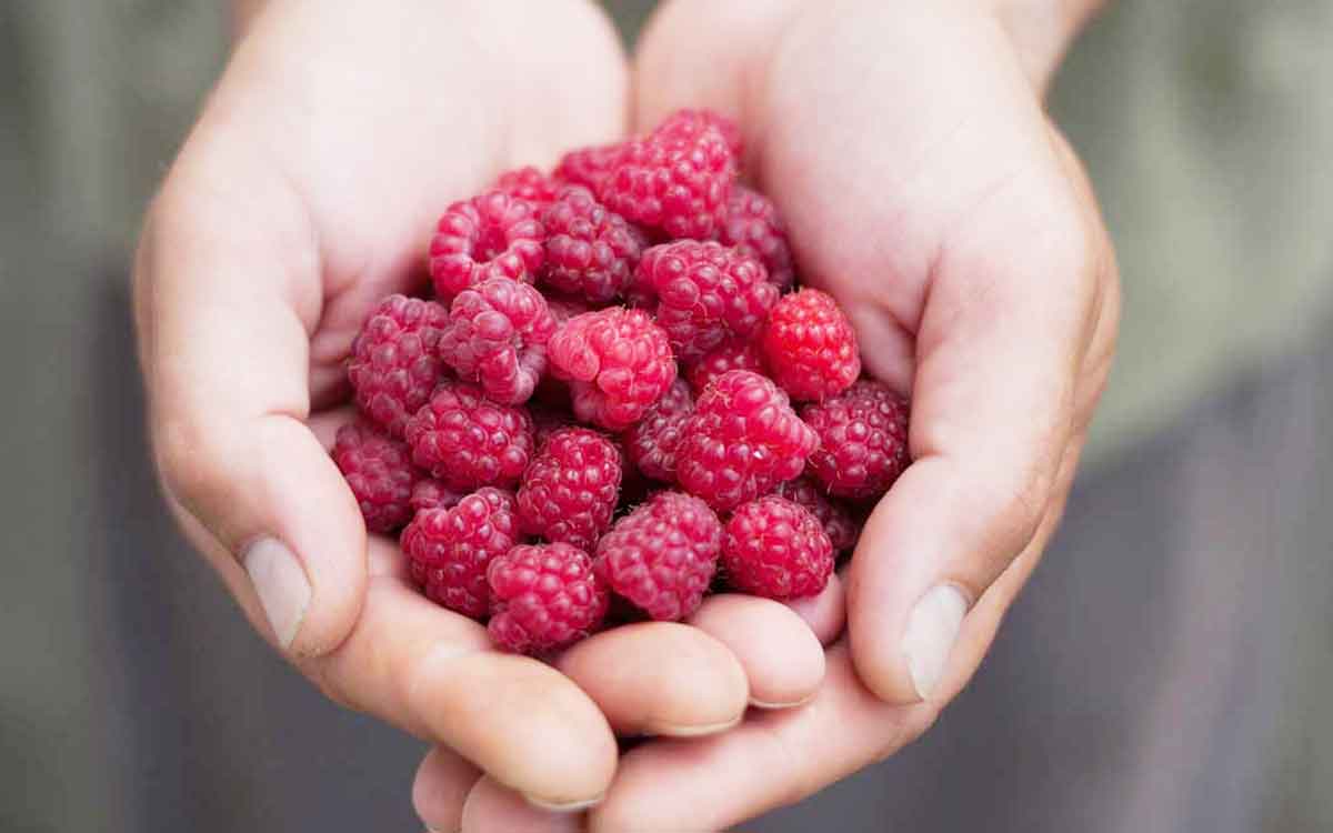 Raspberries | ఈ బెర్రీ పండ్ల‌ను అంత త‌క్కువ‌గా అంచ‌నా వేయ‌కండి.. వీటితో క‌లిగే లాభాలు తెలిస్తే ఆశ్చ‌ర్య‌పోతారు..!