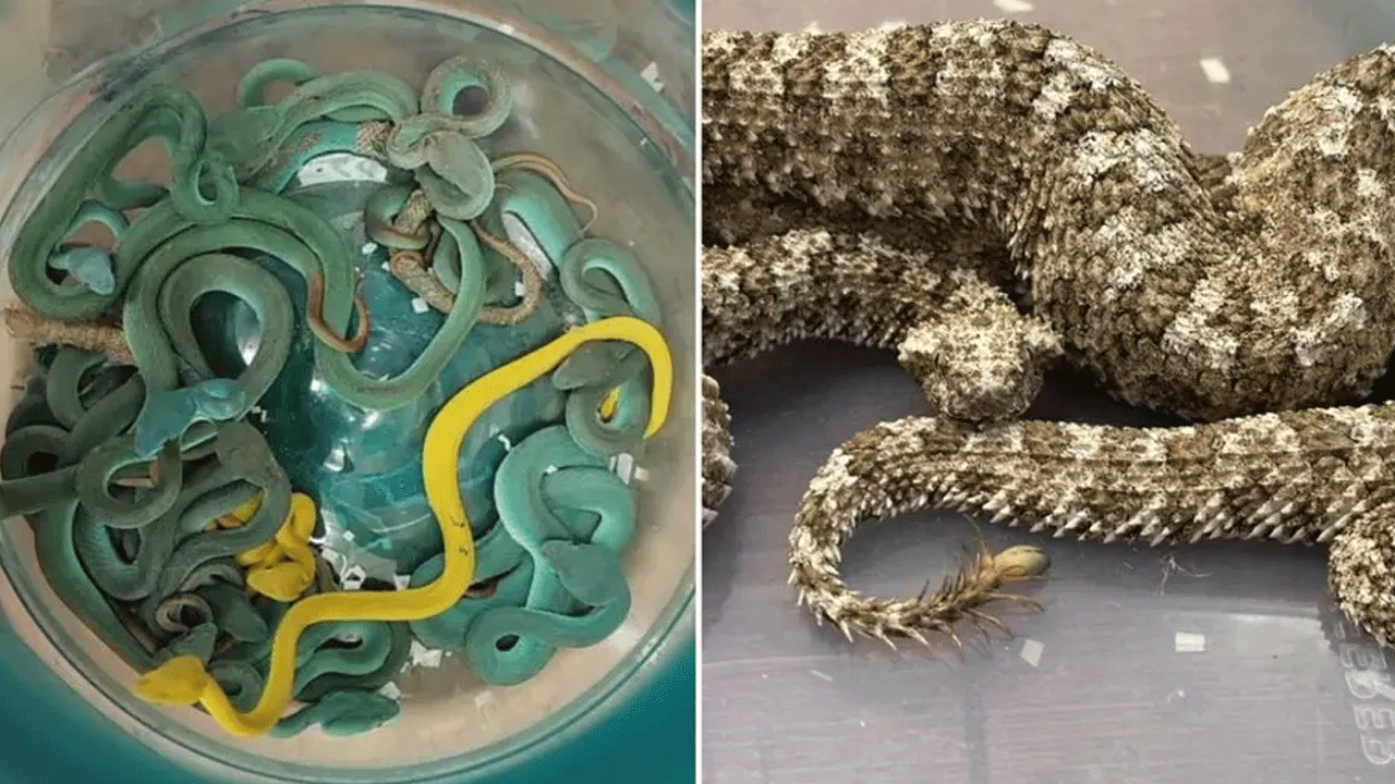 Reptiles Seized: విమానాశ్రయంలో అరుదైన పాములు సీజ్‌.. థాయ్ నుంచి స‌రీసృపాలు స్మ‌గ్లింగ్‌
