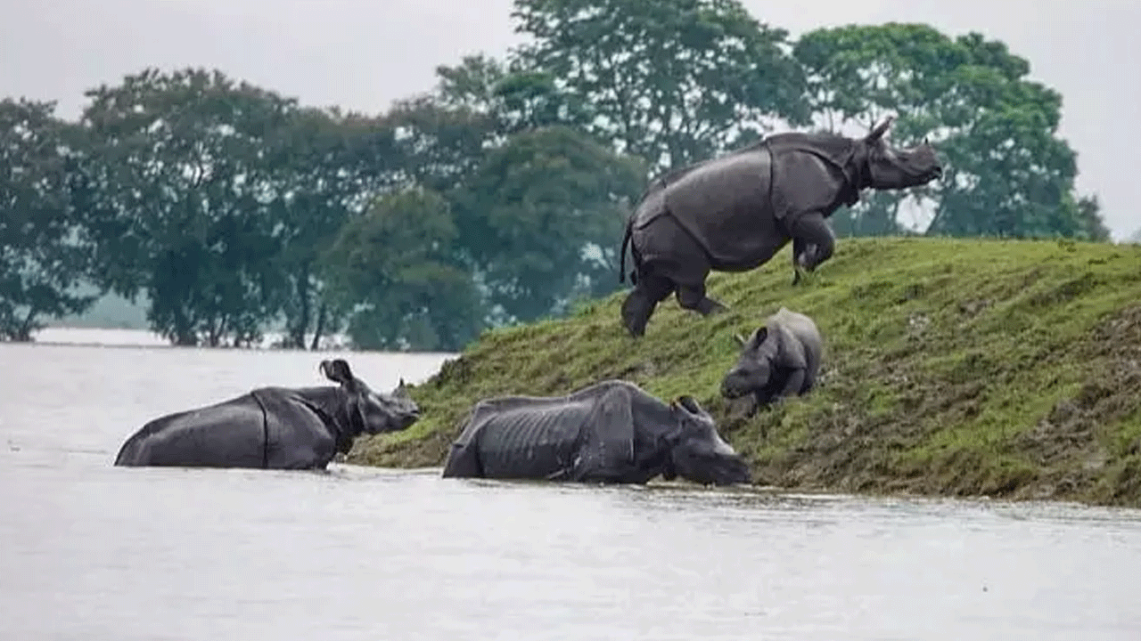 Kaziranga: ఖాజిరంగా పార్కులో త‌గ్గుతున్న వ‌ర‌ద ఉదృతి.. ఖ‌డ్గ మృగాల ర‌క్ష‌ణ‌కు చ‌ర్య‌లు