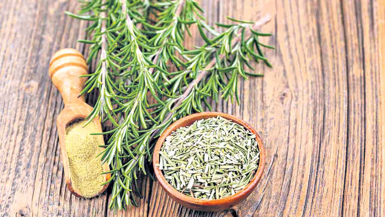 రుచికే కాదు.. ఆరోగ్యానికీ రోజ్‌మేరీ!