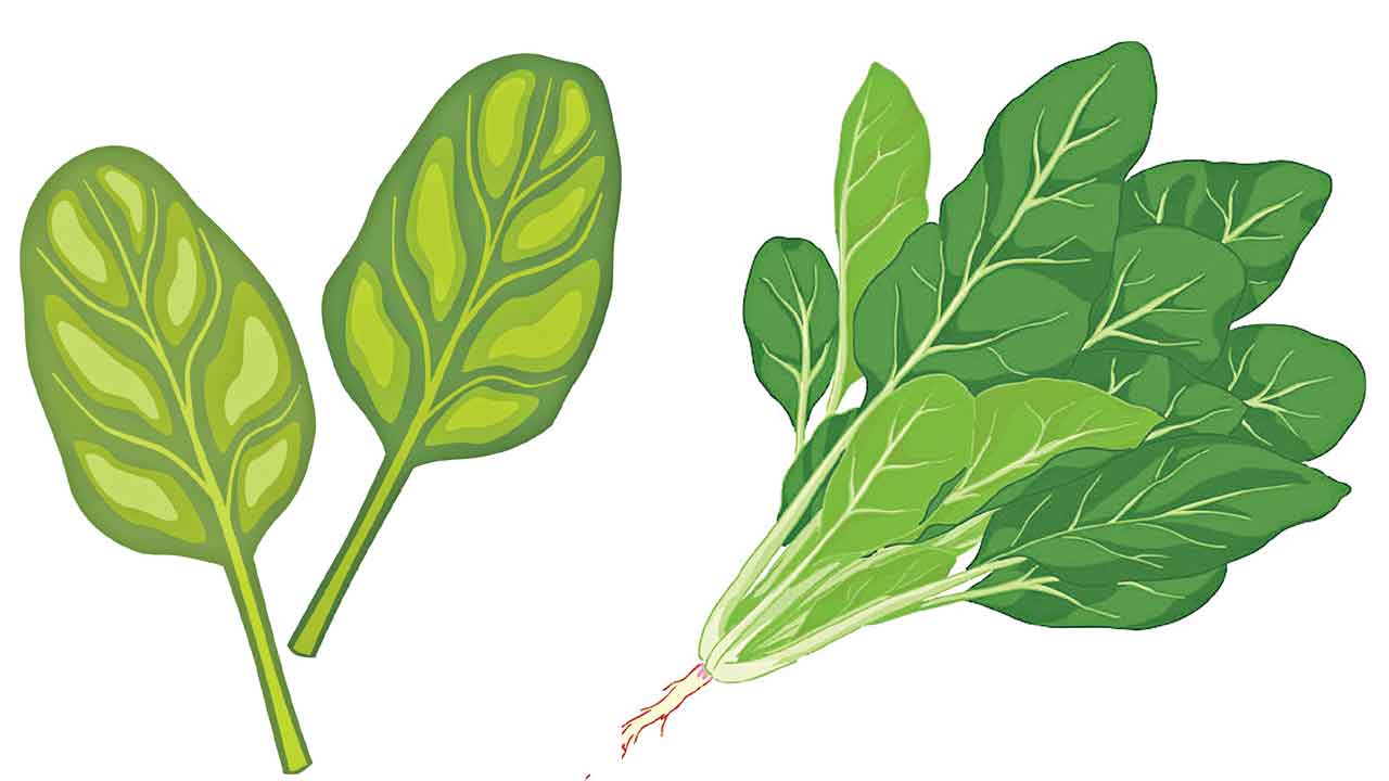 ఆకుపచ్చటి హీరో.. పాలకూర