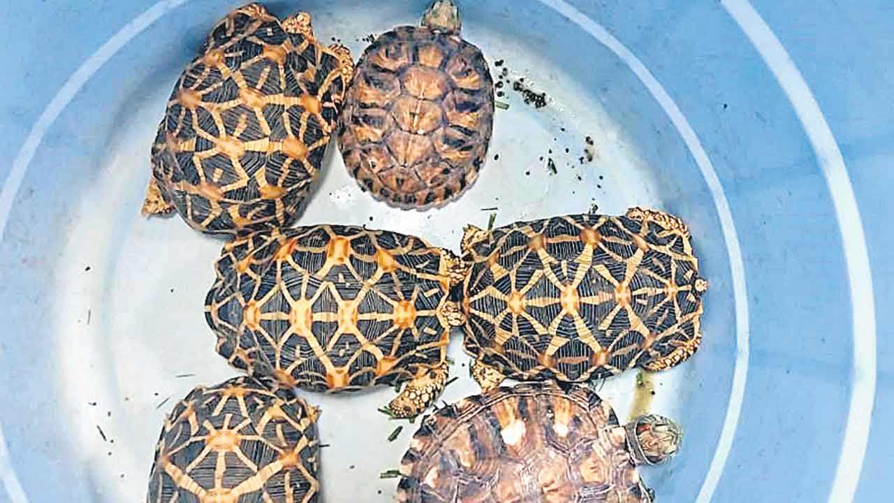 నక్షత్ర తాబేళ్ల విక్రేతపై కేసు