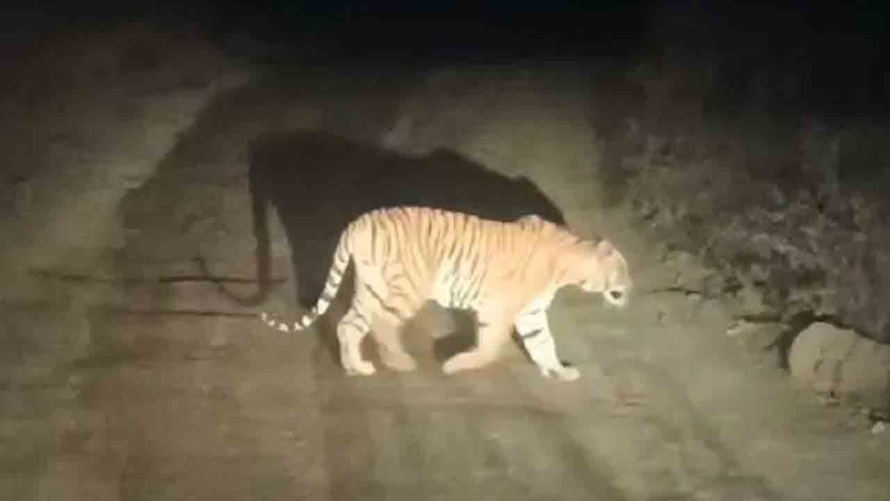 Tiger | బుగ్గ శివారులో పెద్దపులి అలజడి.. డప్పు చాటింపు వేయించి అలెర్ట్