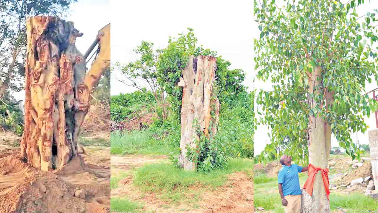 కూలిన చెట్లకు నీడయ్యాడు