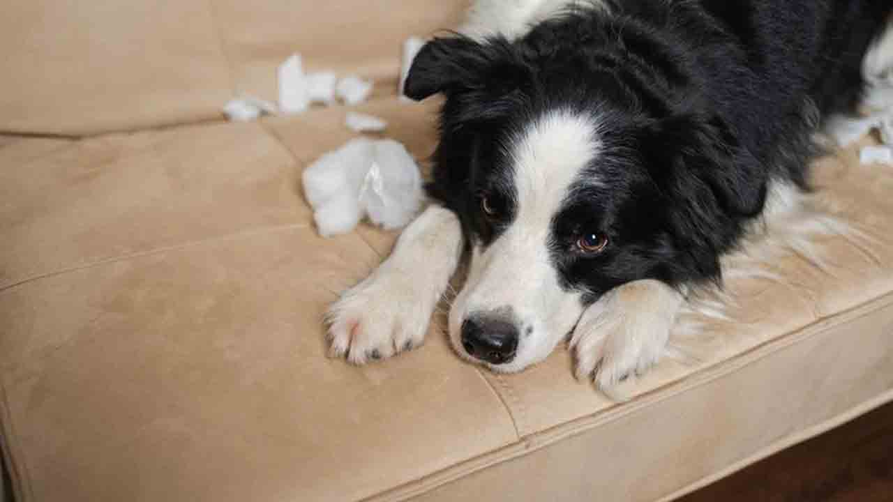 రేబిస్‌తో ఏటా 5,700 మరణాలు