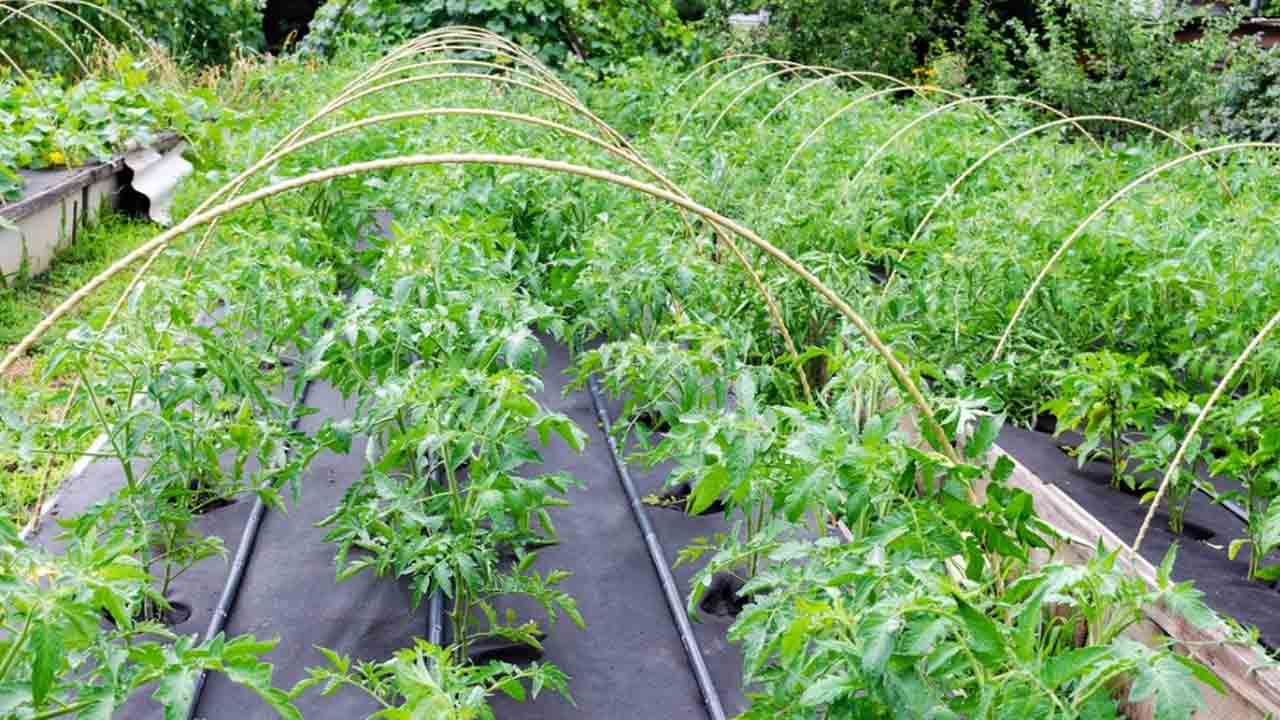 ఉద్యానపంటలకు వరంలా ‘వీడ్‌మ్యాట్‌’.. రాయితీపై సరఫరాకు ఉద్యానశాఖ చర్యలు