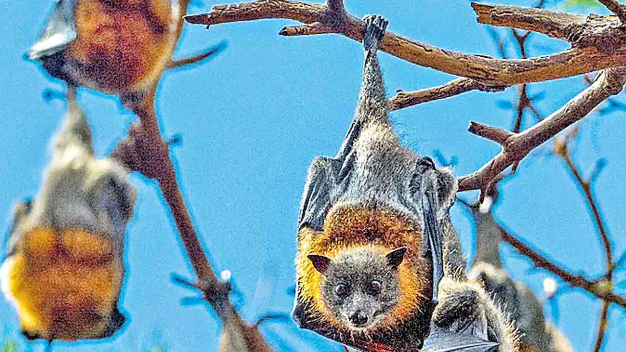 గబ్బిలాలను చంపి.. కోడిమాంసంగా అమ్మకం.. తమిళనాడులో ఇద్దరి అరెస్టు