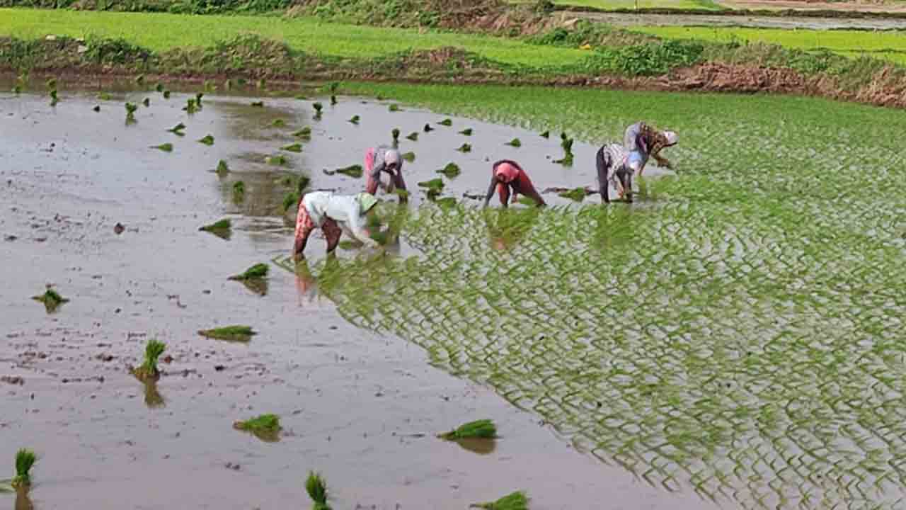 జోరుగా వరినాట్లు ముమ్మరంగా పొలం పనులు