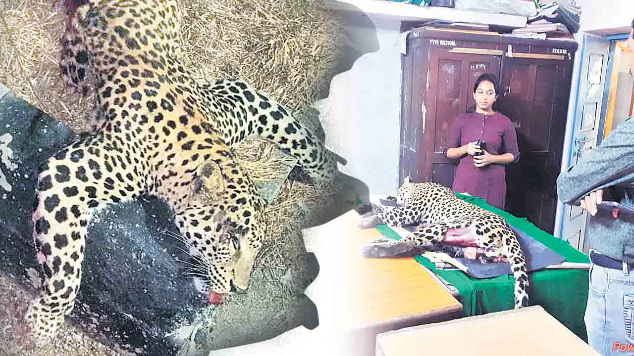 మూగజీవాల మృత్యుఘోష..