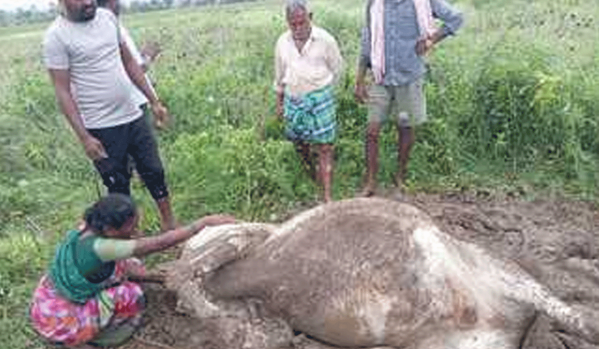 Siricilla | అక్కెపల్లిలో పిడుగుపాటుకు కాడెద్దు మృతి