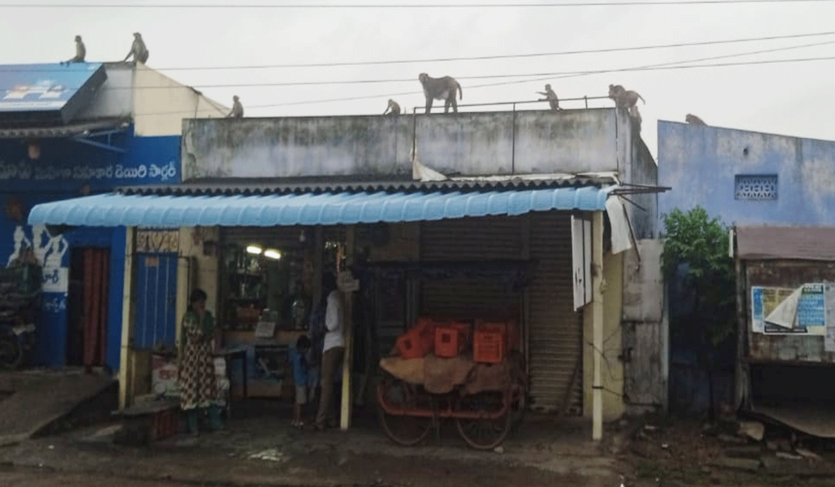 Monkey U-turn | వానరాల యూ టర్న్.. నగరానికి తిరిగొచ్చిన వానర సైన్యం