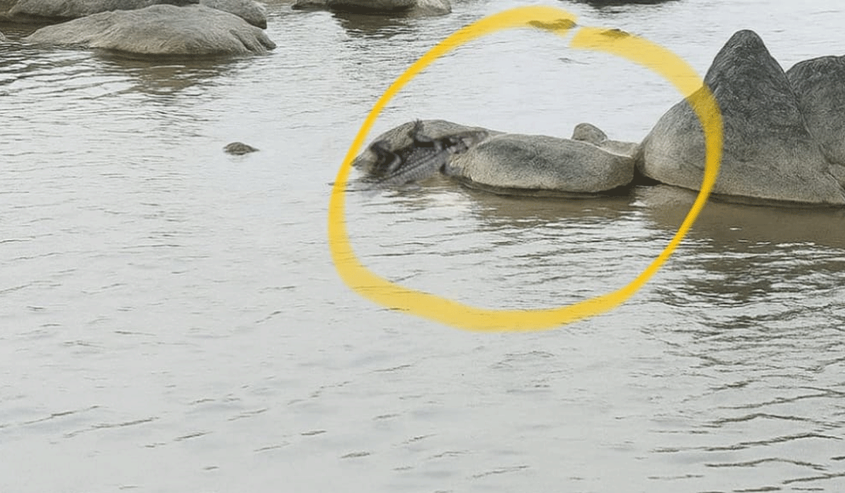 Crocodile | ధర్మపురి వద్ద గోదావరిలో మొసలి కలకలం.. ఆందోళనలో భక్తులు