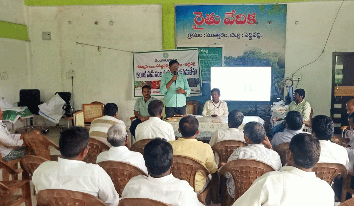 Horticulture | | ఆయిల్ ఫామ్ లో అంతర పంటలతో మేలు.. హార్టీకల్చర్‌ డిప్యూటీ డైరెక్టర్‌ శేఖర్‌