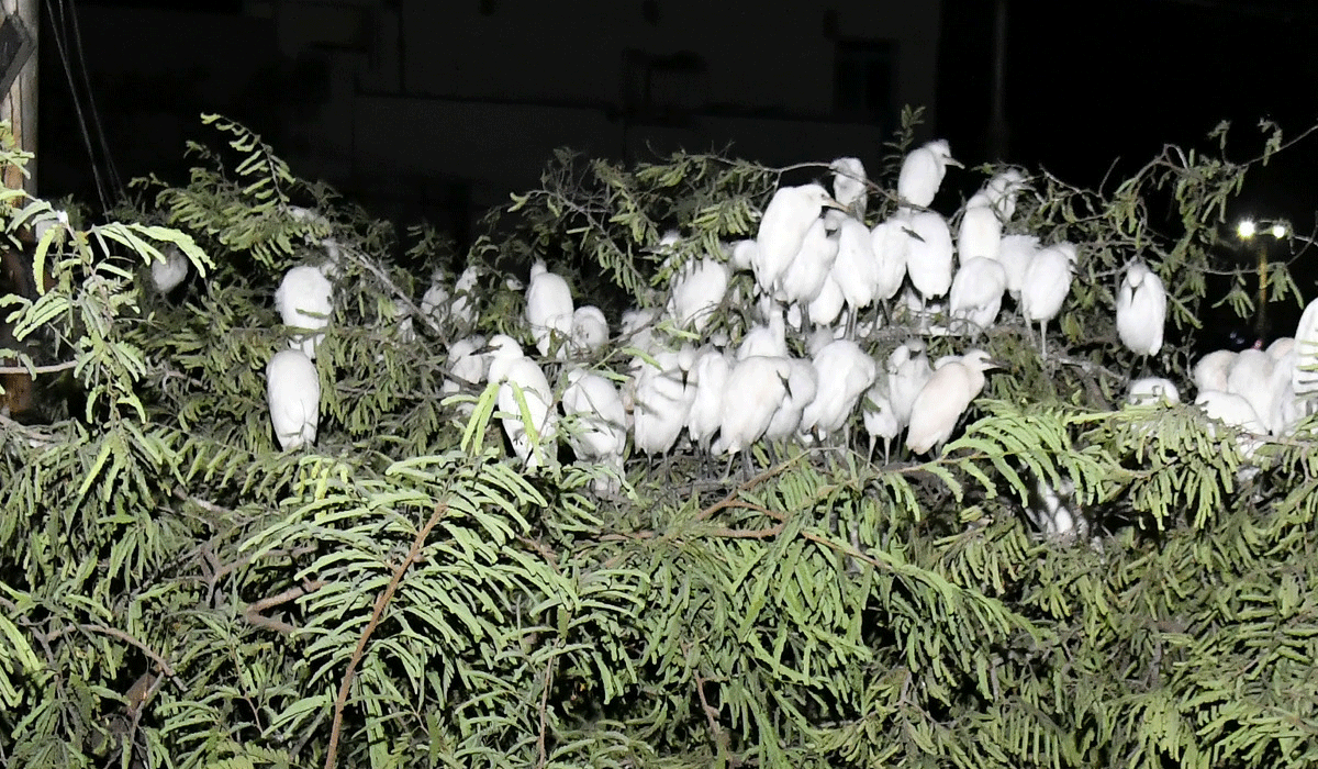 Godavarikhani | అయ్యో… మేమేం పాపం చేశాం.. ‘ఖని’లో 75 ఏళ్ల నాటి చింత చెట్టు నేలమట్టం