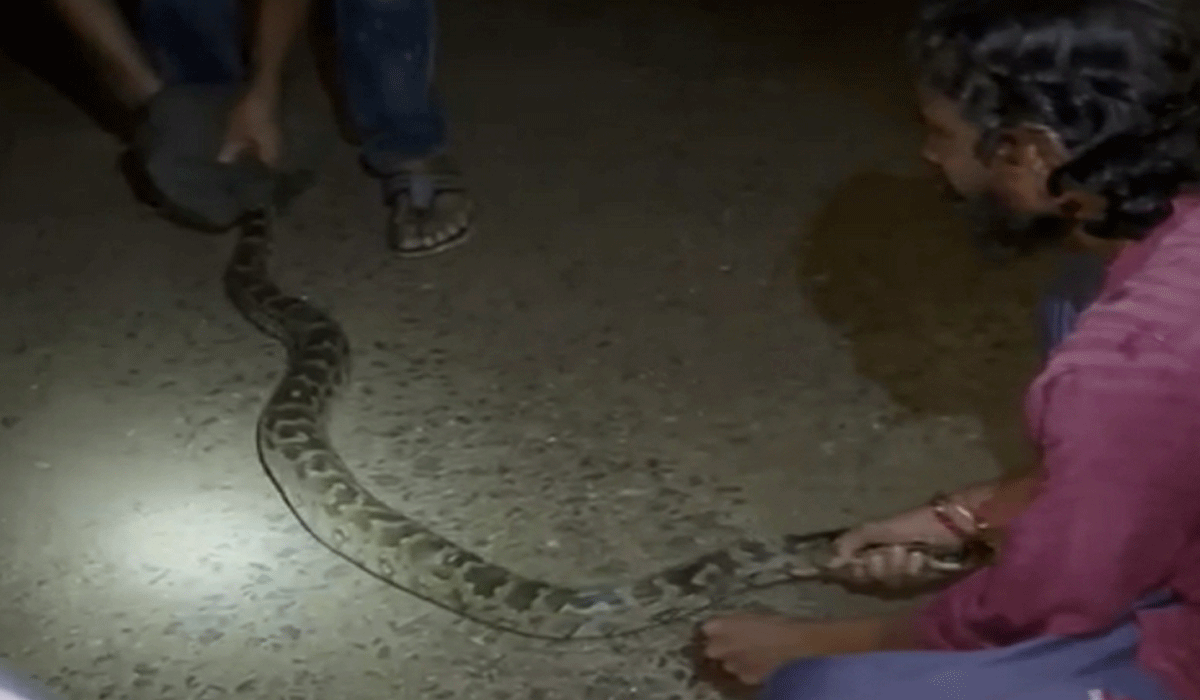 Godavarikhani | బాబోయ్… కొండ చిలువ.. గోదావరిఖనిలో కొండ చిలువ ప్రత్యక్షం