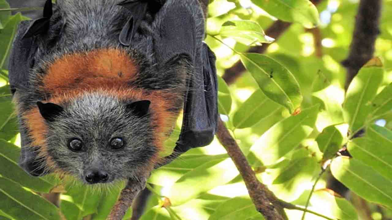 Bat meat | చికెన్‌ పేరు చెప్పి గబ్బిలాల మాంసం అమ్మకం.. ఇద్దరు అరెస్ట్