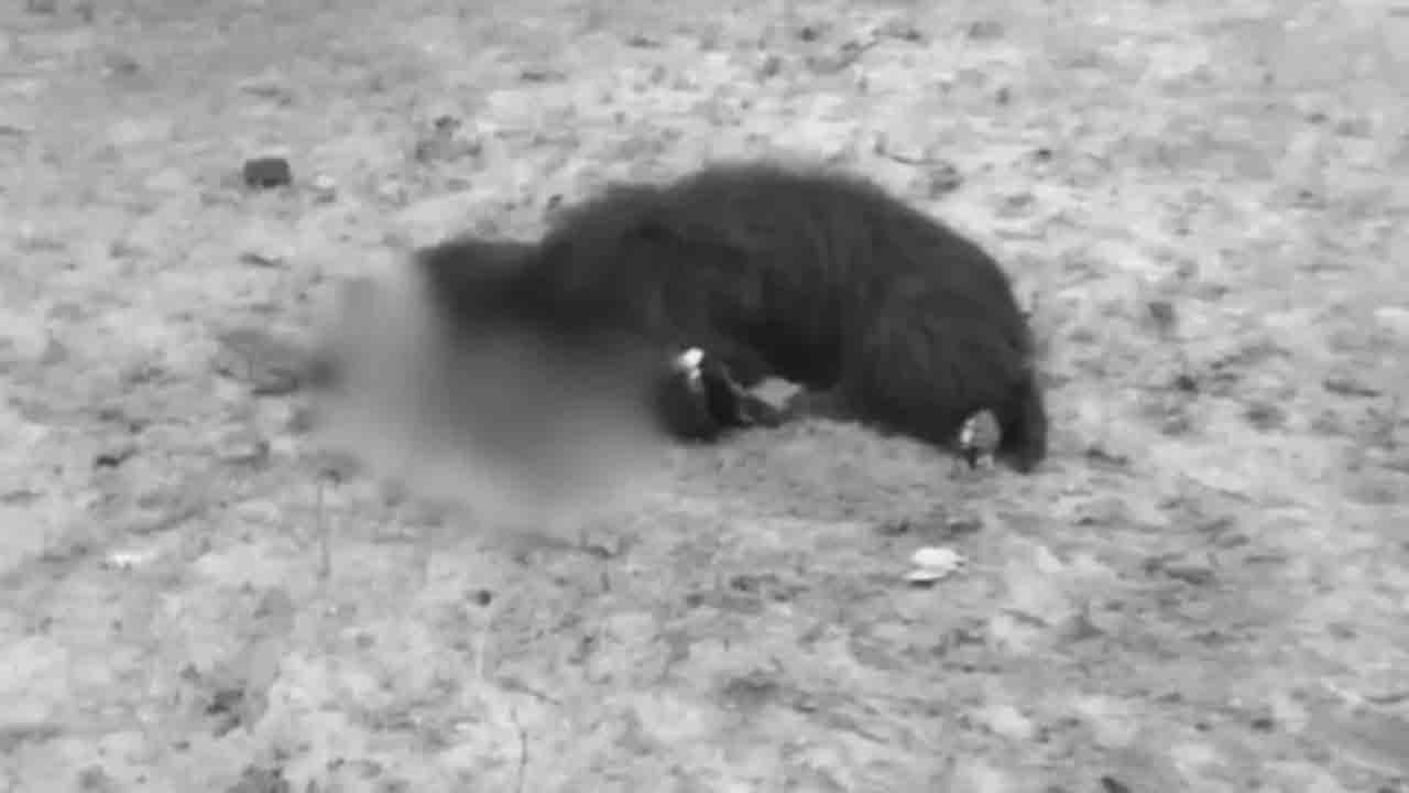 Bear Kills 3 | ఎలుగుబంటి దాడిలో ముగ్గురు మృతి.. దానిని కొట్టి చంపిన గ్రామస్తులు