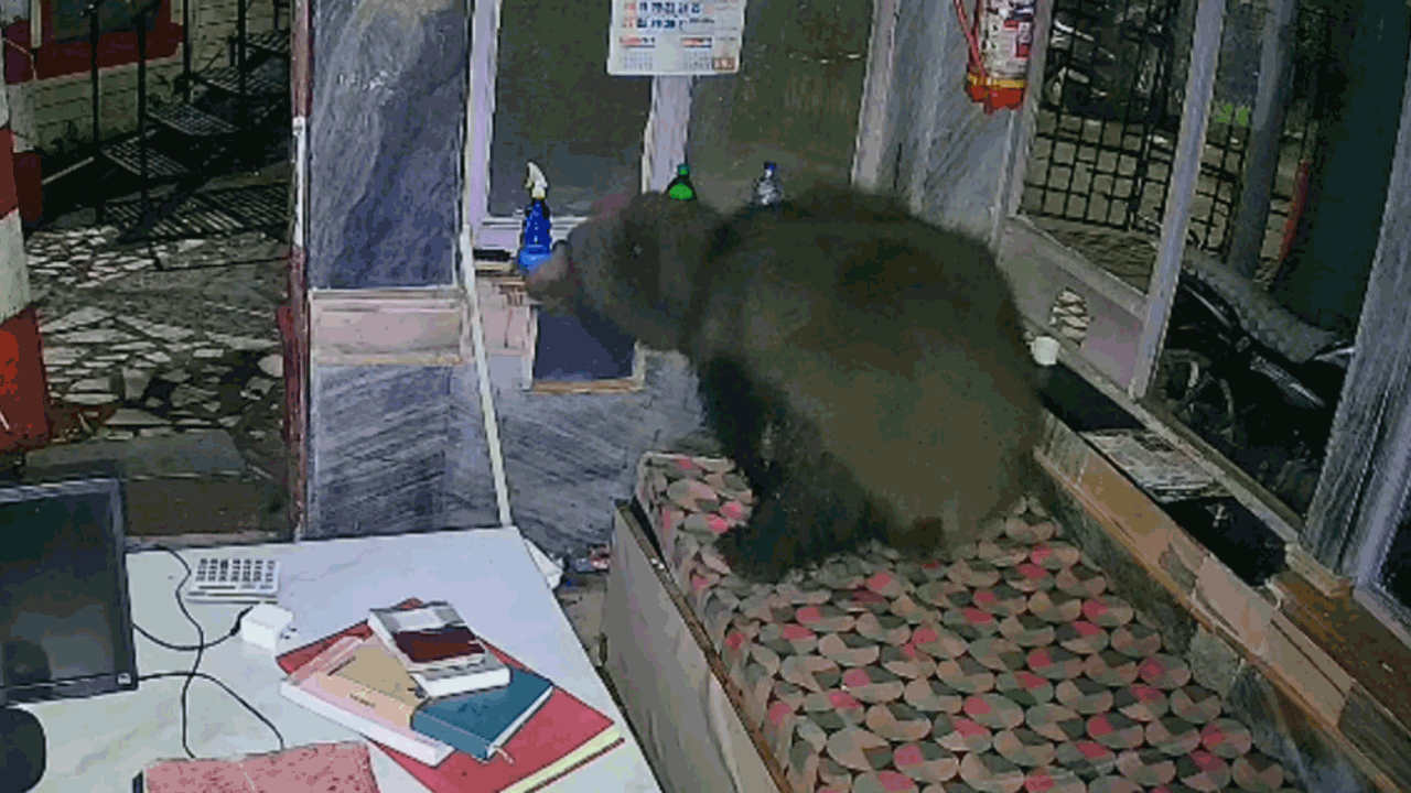 Bear | రాత్రిపూట హోటల్‌లోకి ప్రవేశించిన ఊహించని అతిథి