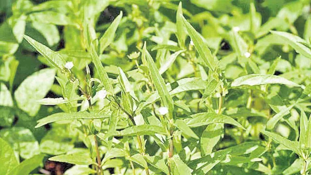 Bhringraj Plant
