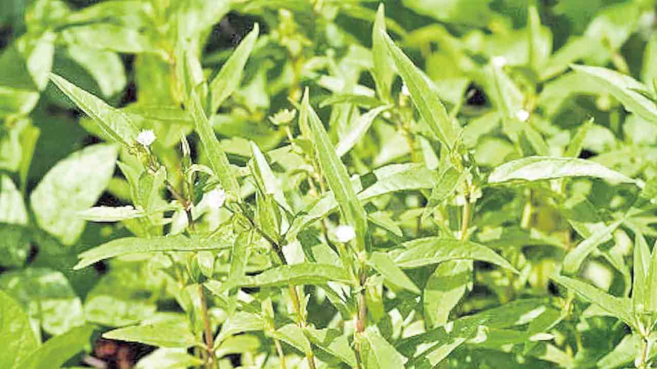 కేశరాజు!