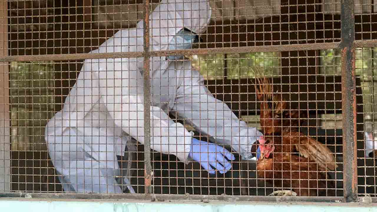 Bird Flu | దేశంలోని 10 రాష్ట్రాల్లో 41 బర్డ్‌ ఫ్లూ కేసులు.. రాజ్యసభకు కేంద్రం లిఖితపూర్వక సమాధానం