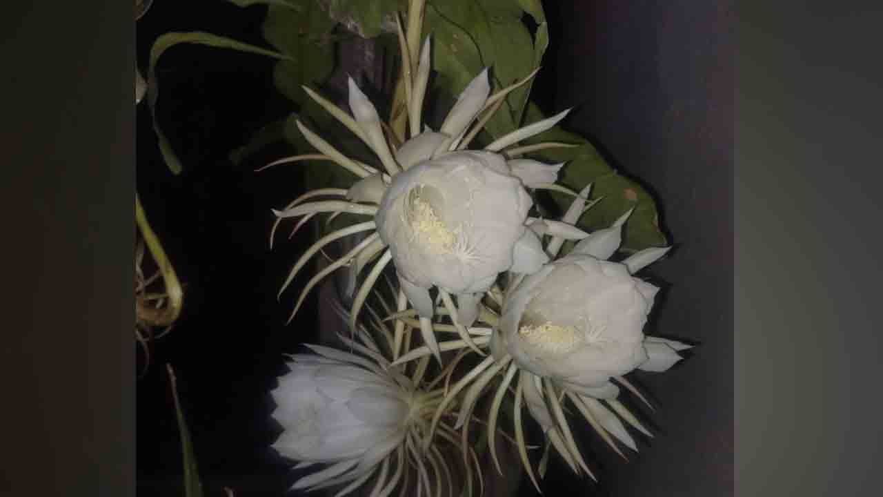 Brahma kamalam | రాయపోల్‌లో బ్రహ్మకమలం పువ్వుల సందడి