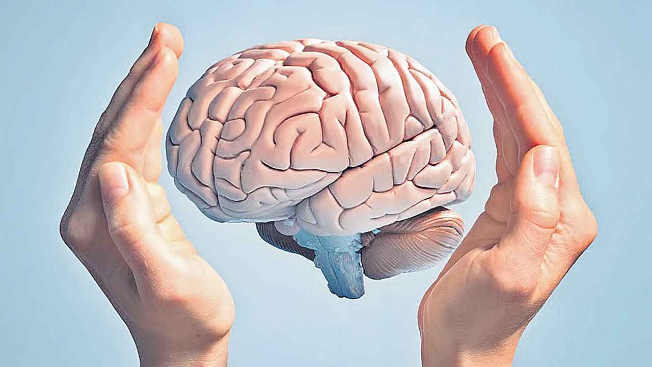 మెదడుకు మేత