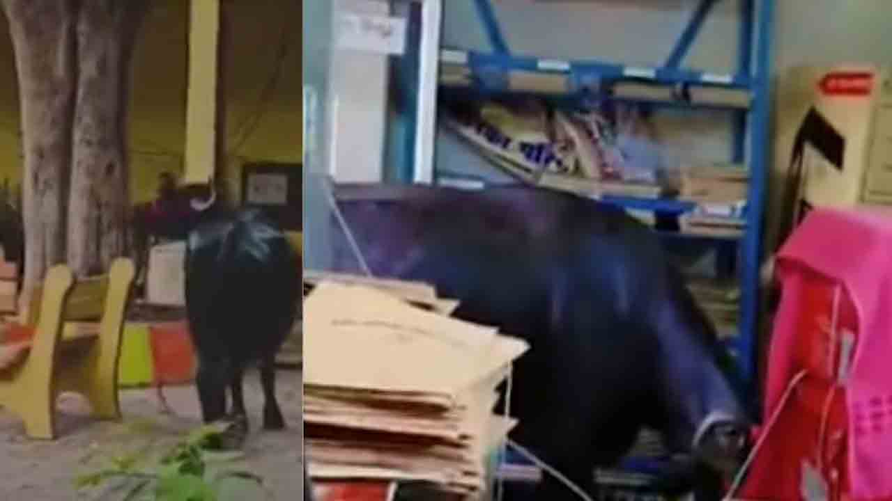 Watch: మున్సిపల్ కార్యాలయంలోకి ప్రవేశించిన గేదె.. తర్వాత ఏం జరిగిందంటే?