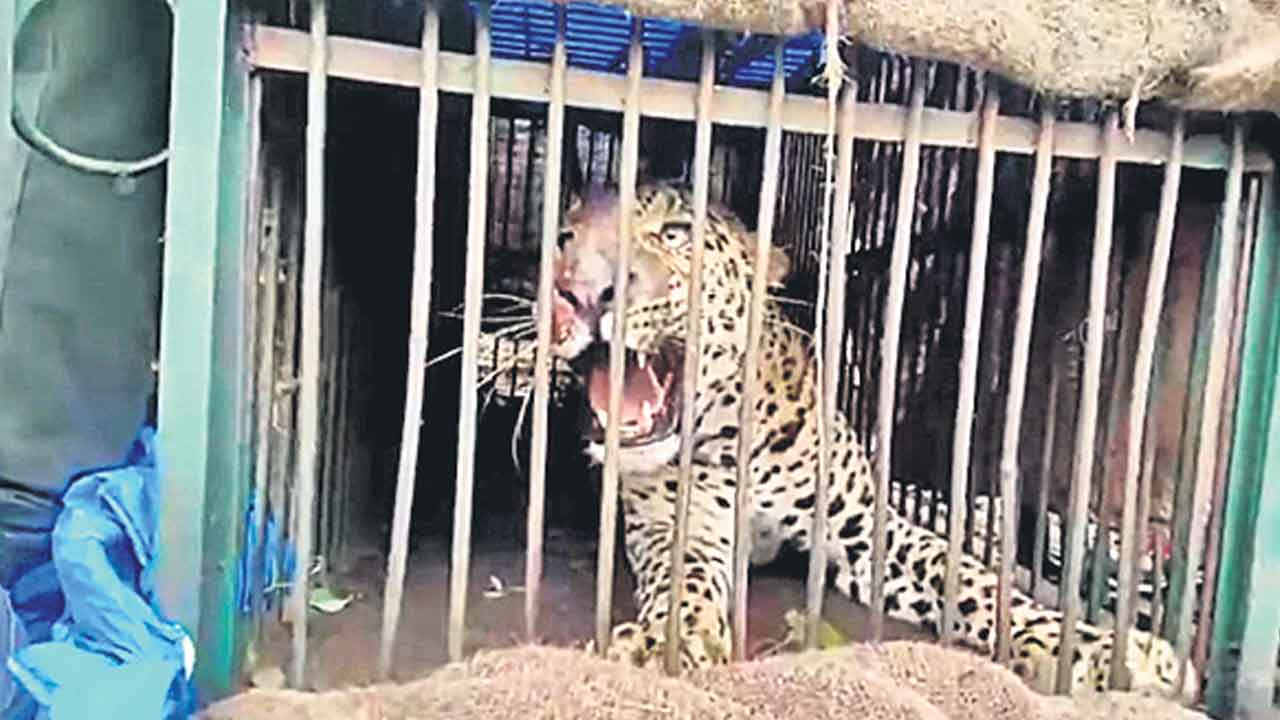 చిక్కిన చిరుత పులి.. జూపార్కుకు తరలింపు