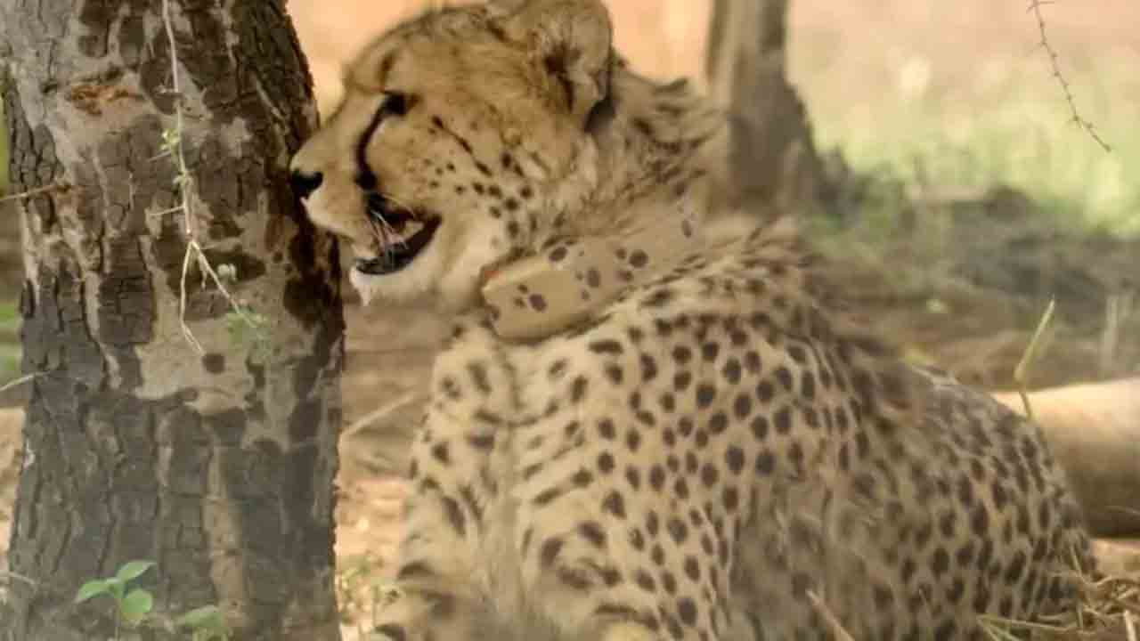 Cheetah | తీవ్ర గాయాలతో.. కూనో పార్క్‌లో మరో చీతా మృతి