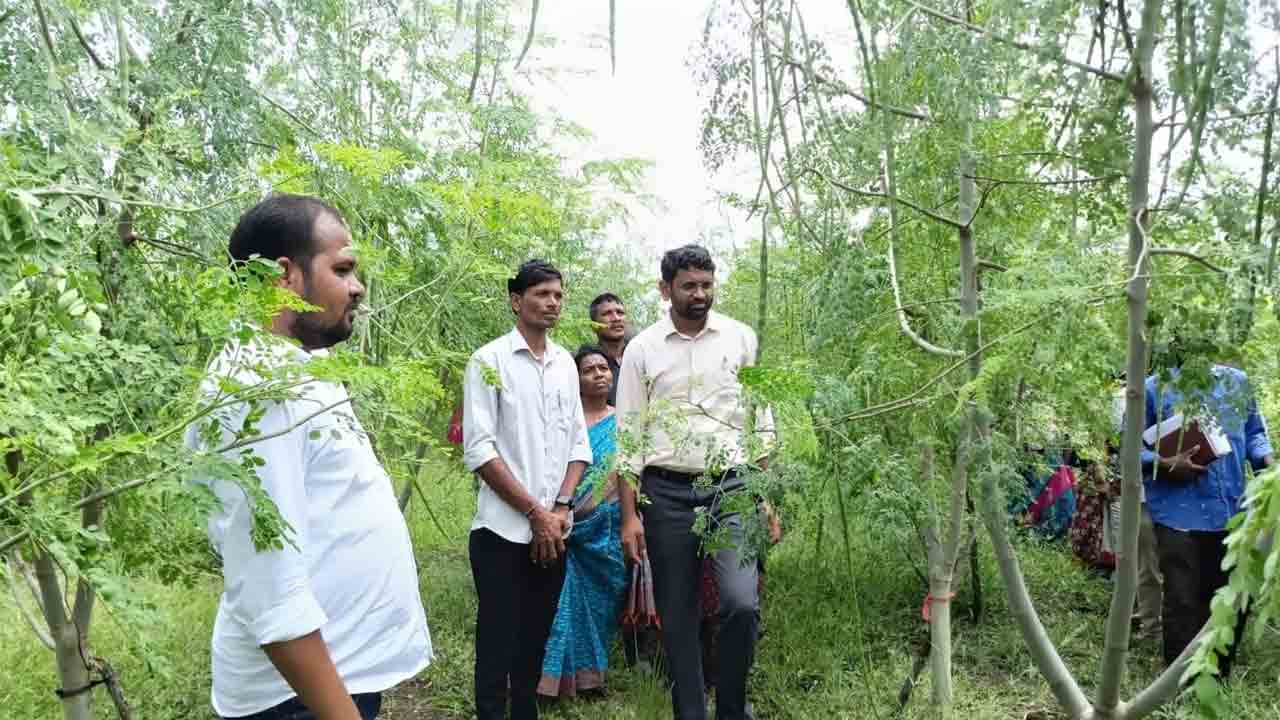 మునగ సాగుపై దృష్టి పెట్టాలి