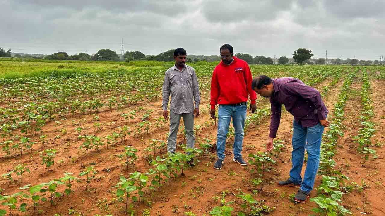 Cotton Crop | పత్తి పంటలో నీరు నిలవ ఉండకుండా చూడాలి : ఏవో మోహన్
