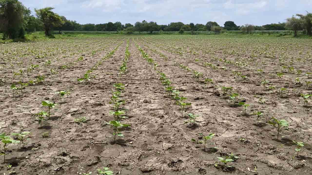 Cotton crop | ప్రతీ యేటా పెరుగుతున్న పత్తి పంట సాగు విస్తీర్ణం.. తగ్గిన ఆహార పంటల సాగు..!