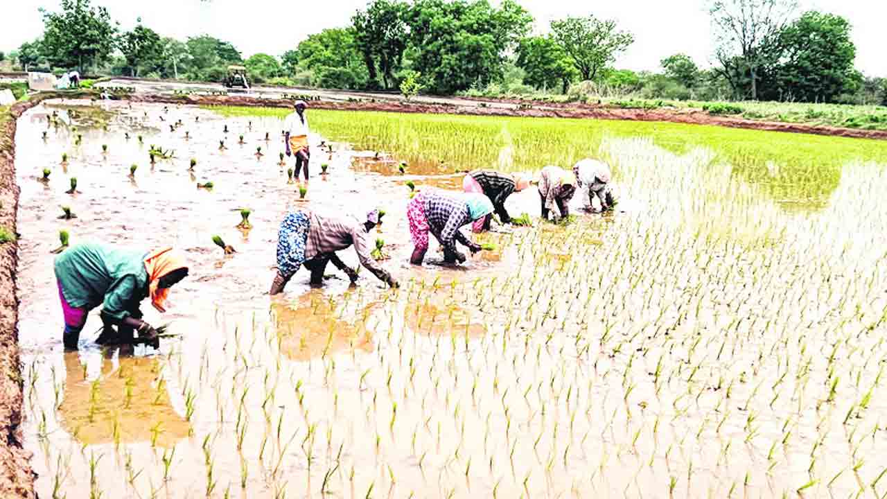 ముమ్మరంగా వ్యవసాయ పనులు