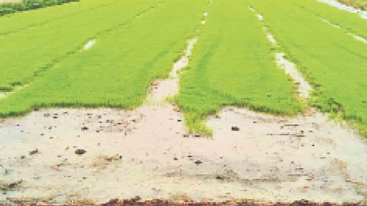 విత్తనమే కీలకం