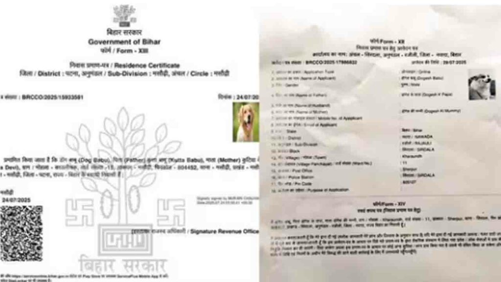 Dog Certificate