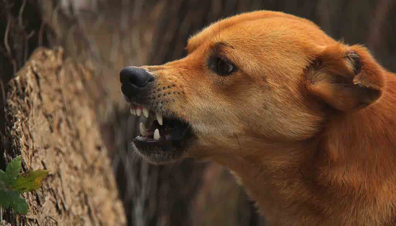 Dogs attack | కుక్కల దాడిలో పది గొర్రెలు మృతి