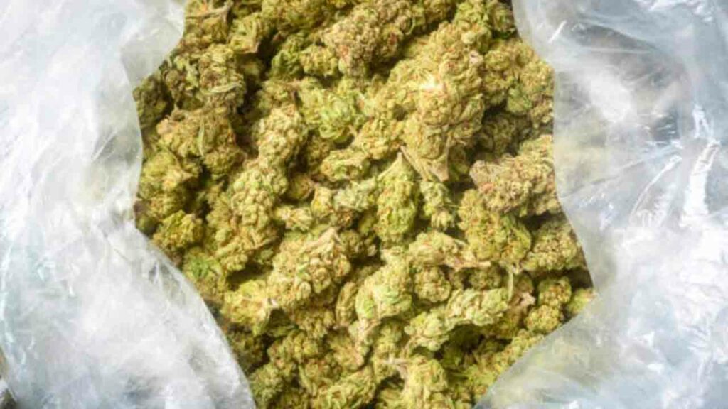 Dried Ganja